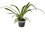 Spider plant - Chlorophytum | Young plant