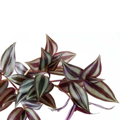 Inch plant - Tradescantia zebrina | Cutting with roots