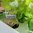 Green Wall & Living plant wall system kit | Supragarden 4