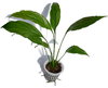 Peace lily | Young plant