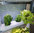 Living Plant Wall & Green Wall system kit | Supragarden 3