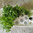 Propagation plate for Nursery level | 12 plants