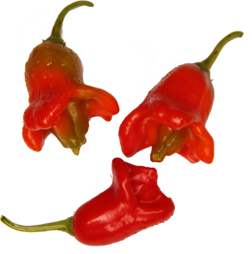 Jamaica Bell chili seeds