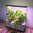 Indoor Smart Garden with LED grow panel light