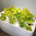 Build Hydroponic Food Garden Kit, Supragarden with Grow light