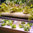 Vertical Hydroponic Food garden system kit | Supragarden 3+3
