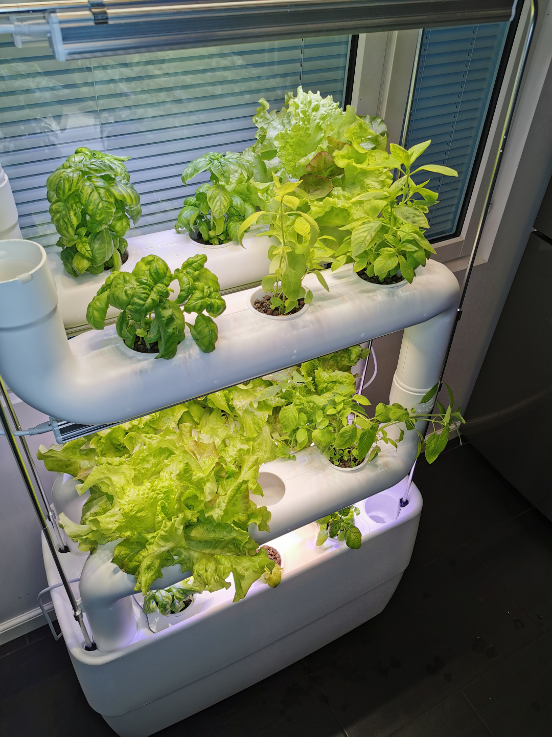 vertical-hydroponics-food-garden-salads