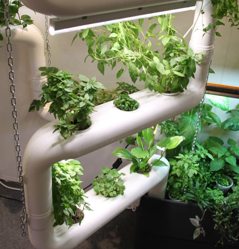 herbs_on_hydroponics